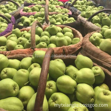 New season green shandong pear  fresh crown pear ya pear